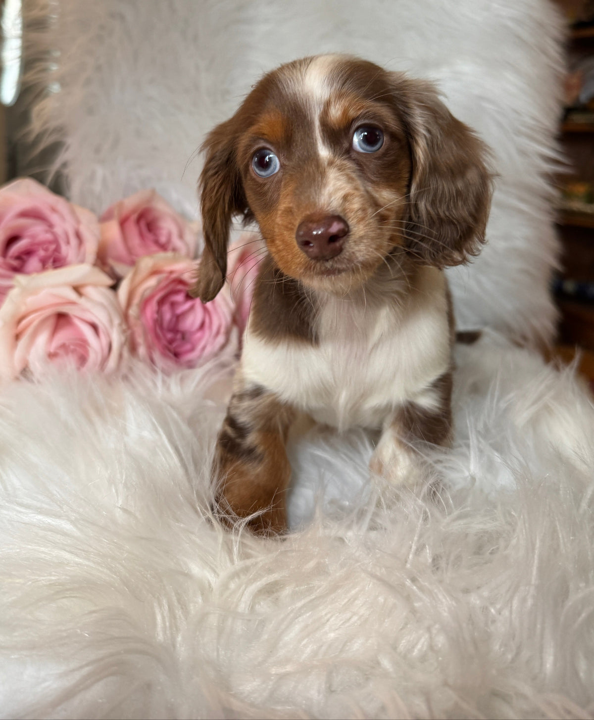 Long-haired miniature dachshund puppy from Ontario Dachshunds