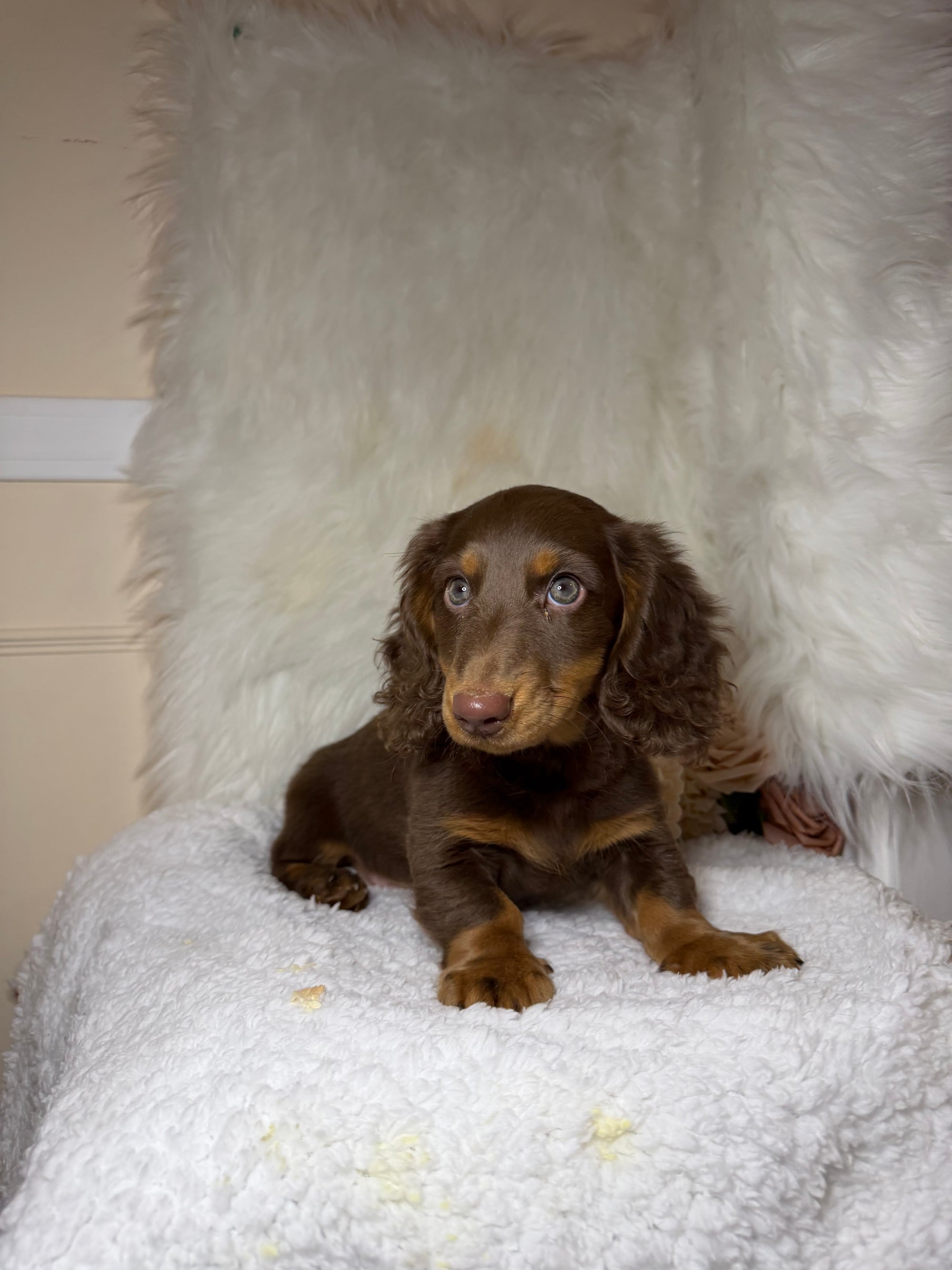 Gallery Ontario Dachshunds 