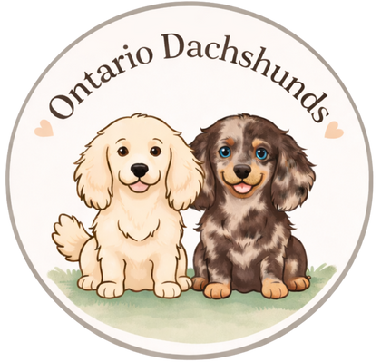 Ontario Dachshunds logo - miniature dachshund breeder in Ontario